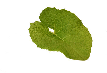 Obraz premium green burdock leaves on white background