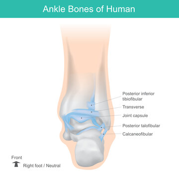 Ankle Bones of Human, Correct position ankle bones of human. Anatomy health care illustration..