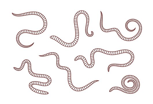 Earthworm outline. Isolated earthworm on white background