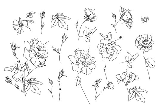 Set of one single line rose flower drawings. Black ink line floral clip art