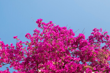 Branch of beautiful bougainvillea flowers
