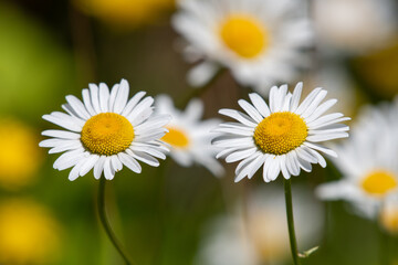 daisies in a field with green background