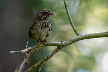 Bird with grass in its beak