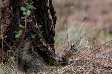 Chipmunk at the base of a tree