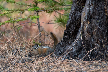 Chipmunk at the base of a tree