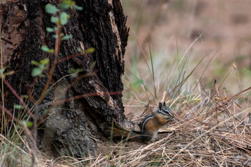 Chipmunk at the base of a tree