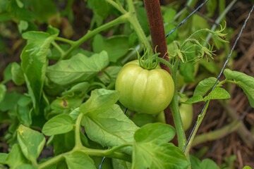 Green and unripe tomatoes hang on a bush. Large fruits of immature vegetables. Vegetable plantation with tomatoes. Growing organic products.