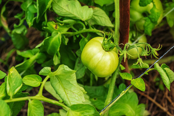Fototapeta premium Green and unripe tomatoes hang on a bush. Large fruits of immature vegetables. Vegetable plantation with tomatoes. Growing organic products.