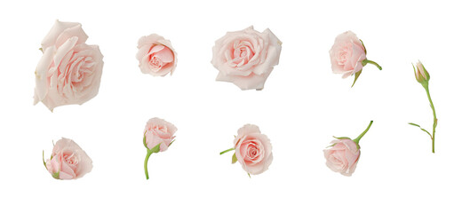 Pink roses, set, cut out
