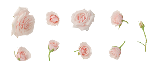 Pink roses, set, cut out