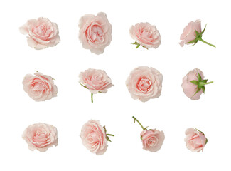 Pink roses, set, cut out - obrazy, fototapety, plakaty