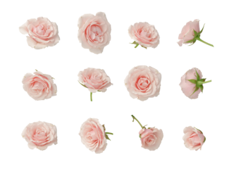 Pink roses, set, cut out