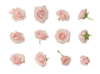 Foto auf Acrylglas Pink roses, set, cut out © Sasha
