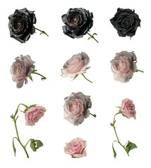Dead black and pink roses, cut out, set