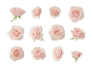 Pink roses, set, cut out