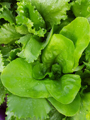 Green lettuce in the garden, agriculture, farming, growing summer food.