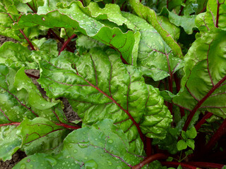 Beetroot growing in the garden, agriculture, farming, growing organic food.