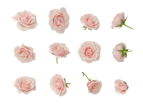Pink roses, set, cut out