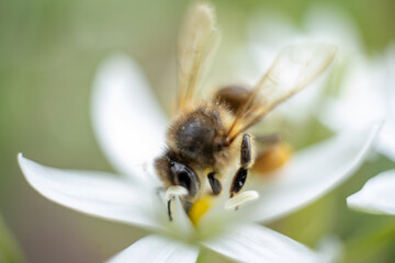 Macro photo of a bee. The bee collects pollen. Bee on a white flower.