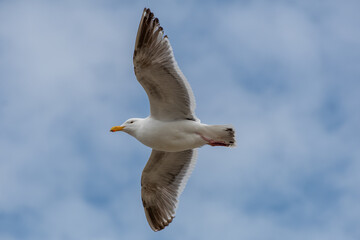 seagull flying through the air