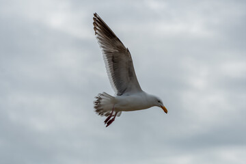 seagull flying through the air