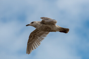 seagull flying through the air