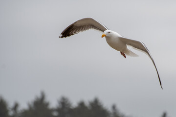 seagull flying through the air