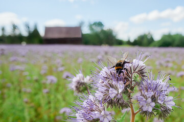Pszczoły i trzmiele, bąki pracowicie zbierają nektar i pyłek z pola facelii. Za chwilę zaniosą je do ula i będą produkować miód. - obrazy, fototapety, plakaty
