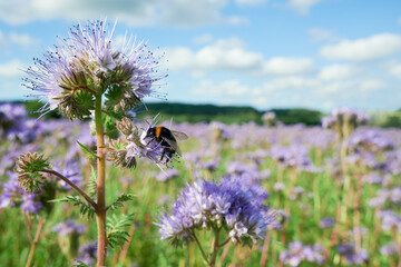 Pszczoły i trzmiele, bąki pracowicie zbierają nektar i pyłek z pola facelii. Za chwilę zaniosą je do ula i będą produkować miód. - obrazy, fototapety, plakaty