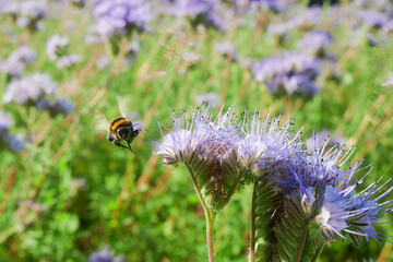 Pszczoły i trzmiele, bąki pracowicie zbierają nektar i pyłek z pola facelii. Za chwilę zaniosą je do ula i będą produkować miód.