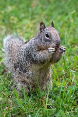 squirrel in the park eating