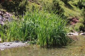 grass in the water