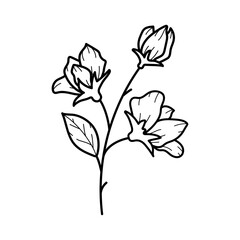 Beautiful sweet pea flower with leaves, line art plant branch. Vector botanical illustration