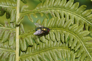 Female green bottle fly (Lucilia) of the family blow flies, Calliphoridae. On a leaf of a Ostrich...