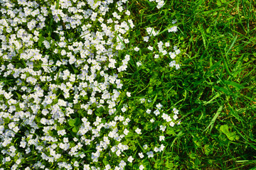 Fototapeta na wymiar Spring flowers and fresh green grass. Plants as a background. Small whole flowers. Nature and plants.