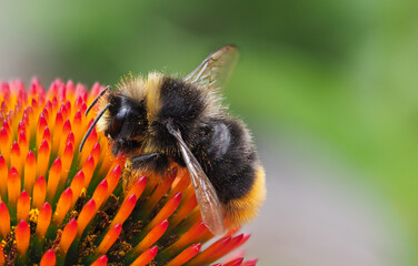 Sonnenhut mit Hummel