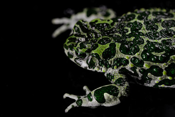 Wild frog, stirs nostrils, macro. Gorgeous ground toad close-up, night shot. Natterjack breathing and looking at camera. Dark background.