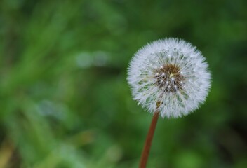 I semi di tarassaco sullo sfondo verde sfocato