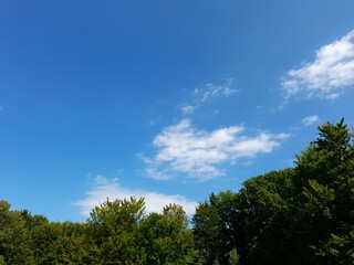 ~ sky and trees ~