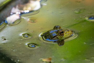 frog in water partially submerged 