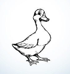 Cute duckling. Vector outline drawing