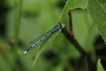 dragonfly on a leaf, Azure damselfly blue dragonfly on a blade of grass macro