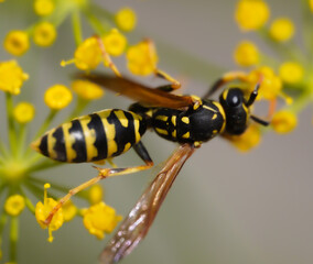 Wasp On Dill