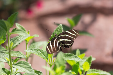 Bold yellow and black striped heliconius charithonia zebra longwing butterfly suns its open wings on a green leafy shrub in the garden