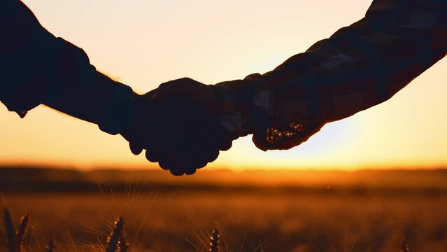 Men shake hands against background of summer sunset in wheat field on outdoor. Concept of business meeting, contract, male sign of respect, transaction, businessmen, greeting, tactility gestures.
