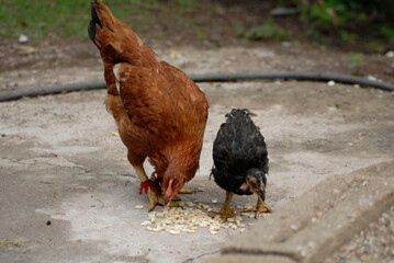 Gallina de granja del sur de México comiendo  en hogar  granos