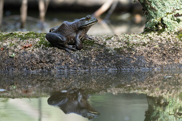 American Bullfrog sitting on a log