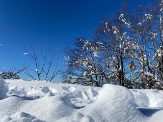 snow covered trees