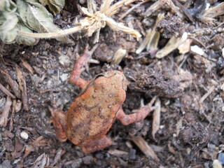 toad on the ground