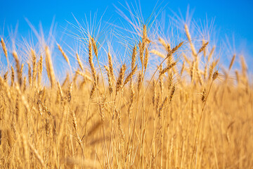 Wheat field against the blue sky. Grain farming, ears of wheat close-up. Agriculture, growing food products.